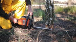 Best Stump Grinding and Removal  in Cockrell Hill, TX