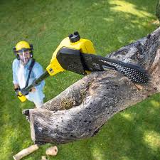 Best Tree Maintenance Programs  in Cockrell Hill, TX